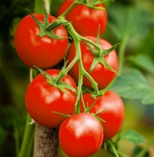 3 × Tomato ‘Moneymaker’