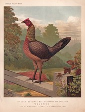 BLACK BREASTED RED GAME HEN