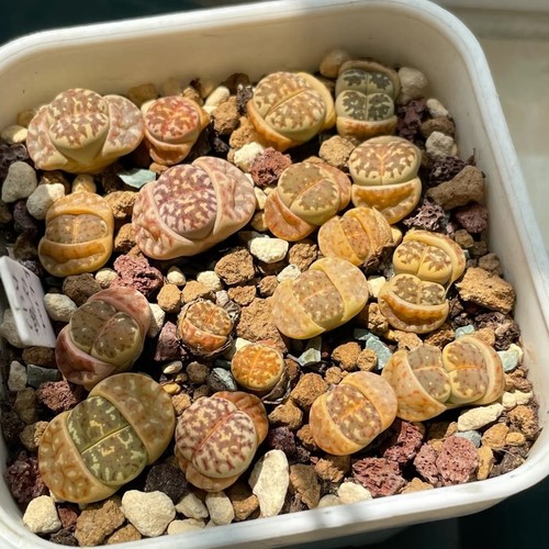 Mixed lithops dorotheae - lithops,