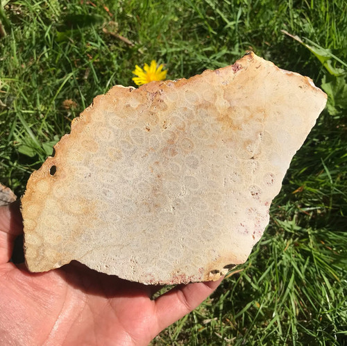Coral fossil slab slice - fossil,