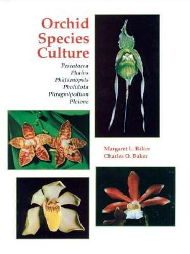 Orchid species culture - orchid,