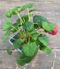 pelargonium cotyledonis plant, rare, beautiful, caudex.