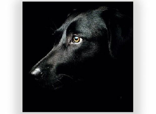 Cute black labrador dog puppy - black,