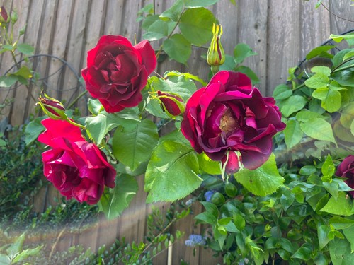 Rose climber scented - rose,