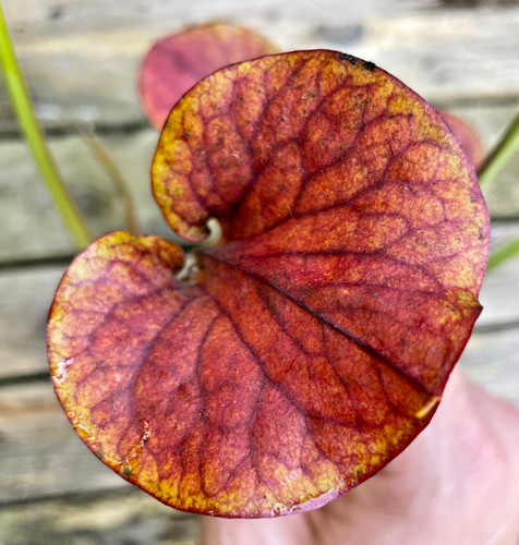 Sarracenia flava var - , cuprea