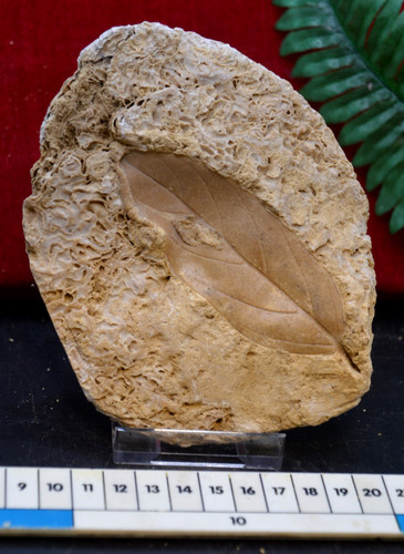Amazing rare fossil - amazing,