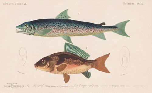 Cyprinus carpio salmo - cyprinus,