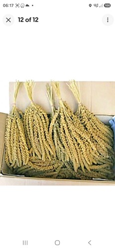 Millet spray 10 - millet, aviary