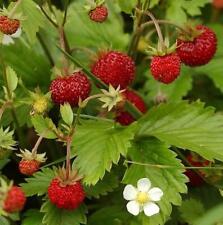 Alpine Strawberry Seeds Grow Your Own Fruit Simply Garden