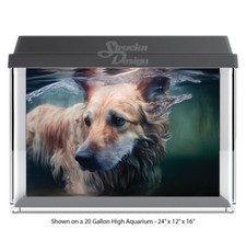 Golden Retriever Dog Swim