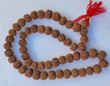 Genuine LARGE Rudraksha Japa