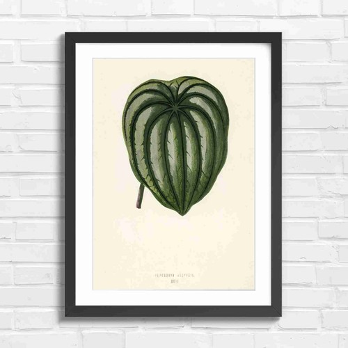 Peperomia botanical - peperomia,