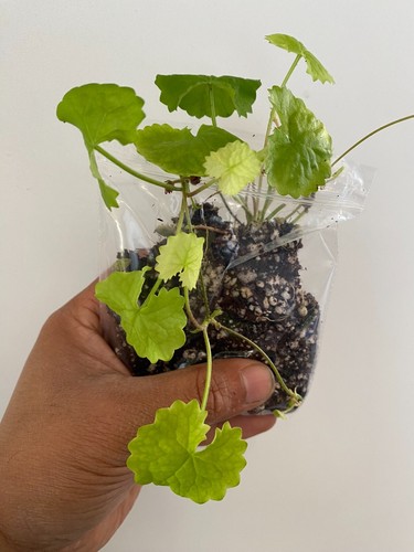 Gotu kola centella - gotu, kola,