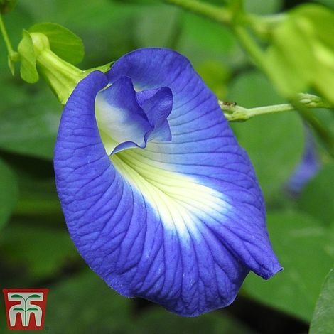 Butterfly pea house plant - pea, (house