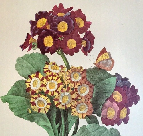 Redoute flowers primula - flowers,