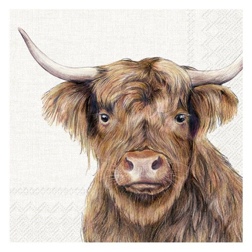 Farm highland cattle cow - highland, ihr