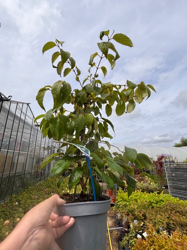 Viburnum plicatum kilamanjaro - plicatum,