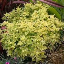 Artemisia oriental limelight