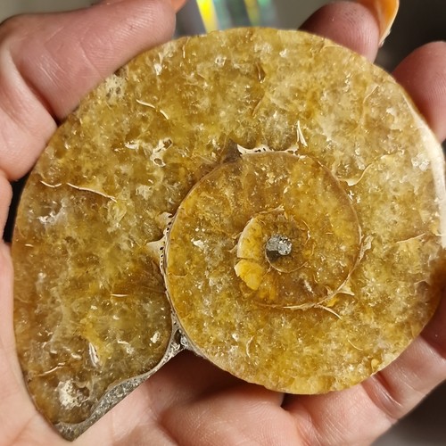 Big polished natural ammonite - polished,