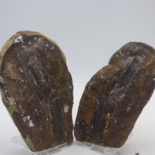 Fossil Wood in Large Nodule