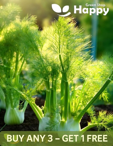 Herb fennel florence - fennel,