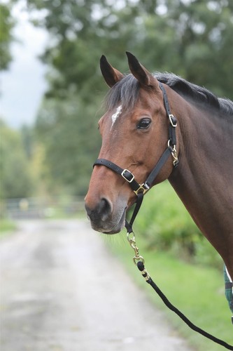 Shires control headcollar - control,