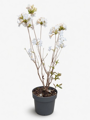 White azalea mollis - white, |