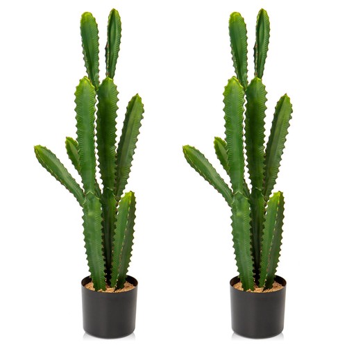Dilatata set 5 tall - of,