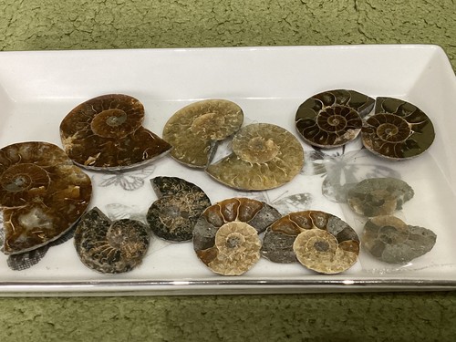 Small ammonite pairs - ammonite,