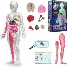 Medical Anatomical Human Body