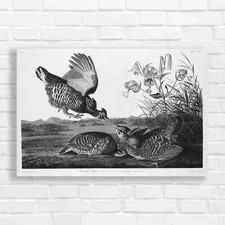 Ruffed Grouse Bird Naturework