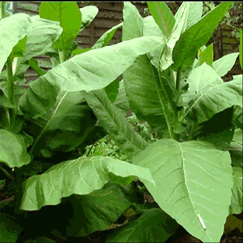 Virginian gold tobacco - gold,
