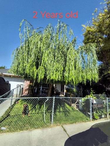 Weeping willow tree fresh - tree,