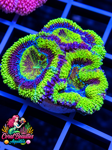Coral beauties aquatics - beauties,
