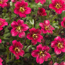 Saxifrage 'Alpino Deep Rose'