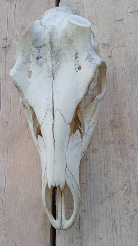 Red deer stag skull no - deer,