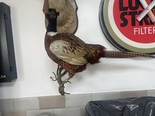 Taxidermy Pheasant (pheasanius Colichus) Mounted On A Branch