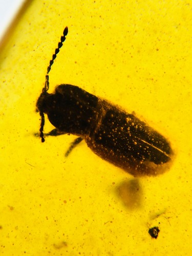 Burmese burmite cretaceous - burmese,