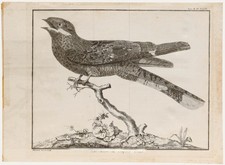 Francois-Nicolas Martinet (1731-1804) - 19th Century Engraving, Nightjar