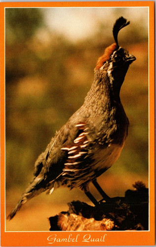 Gambel quail arizona desert - in,