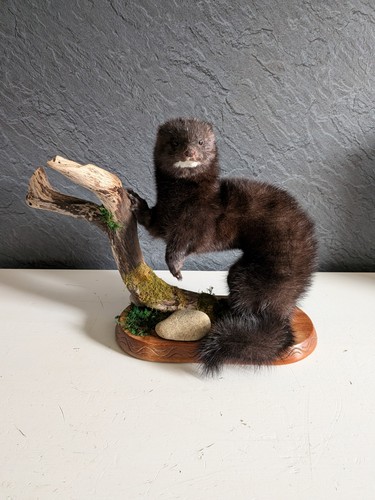 Taxidermy mink - taxidermy,,