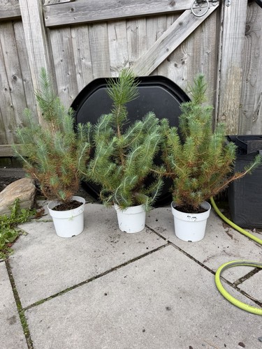 Pinus pinea silver crest - crest, pine