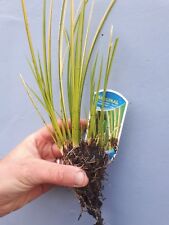 Golden Japanese Sweet Flag Acorus gramineus Ogon Pond Marginal Bog Plant