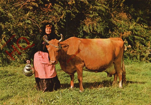 Picture postcard guernsey cow - postcard;,
