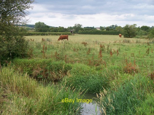 Photo 6x4 river cattle - 6x4,