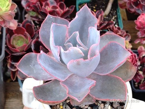 One single head echeveria - head,
