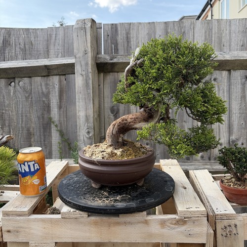 Itoigawa juniper years - juniper, old+