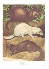 Vintage polecat, ferret and mink print, old wall art, book plate