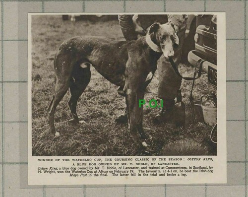 C2487 cotton king greyhound - cotton,