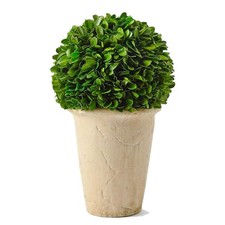 Real Preserved Boxwood